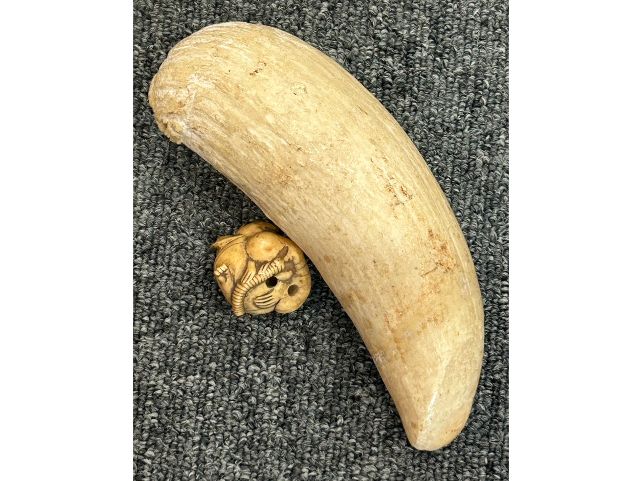 マッコウクジラ 牙・根付 - 骨董品買取の古道具屋とくまる